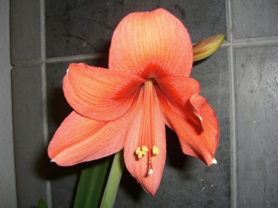 11-02-17 einzelne Orange Blüte.JPG
