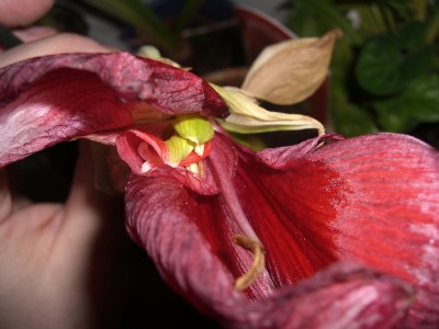 11-02-17 Rote merkwürdige Blüte von gammel Royal Red.JPG