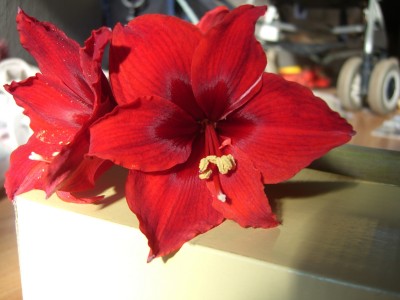 11.02.22 Blüten der schimmelnden Dark Red2.JPG