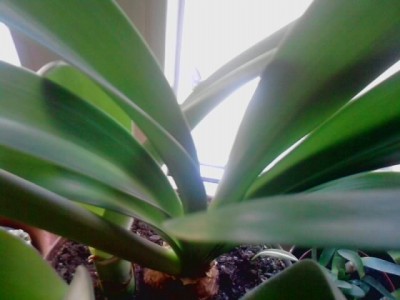 Brutzwiebel..mit Haemanthus albiflos und einer unbekannten Brutzwiebelpflanze mit weißen mittelstreifen.JPG