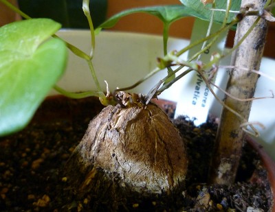 d_sylvatica_1.jpg