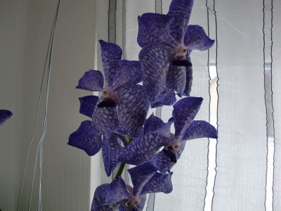 Vanda Blue Magic 1-3.jpg