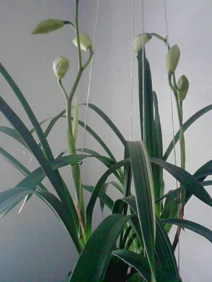 Cymbidium Orchi.4.JPG
