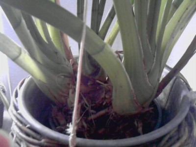 Cymbidium Orchi.3.JPG