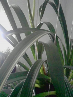 Cymbidium Orchi.2.JPG