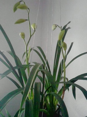 Cymbidium Orchi..JPG