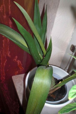 Orchi, evtl. die mit Zimtduft. Ohne Blüteverkleinert.jpg.jpg