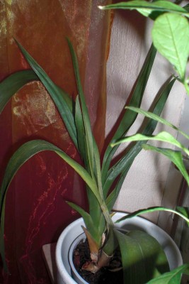 Orchi, evtl. die mit Zimtduft. Ohne Blüte1verkleinert.jpg.jpg