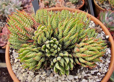 Haworthia 1996-3 (5).jpg