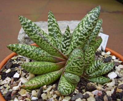 Gasteria 2009-255 (2).jpg