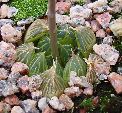 Haworthia 1996-1 (1).jpg