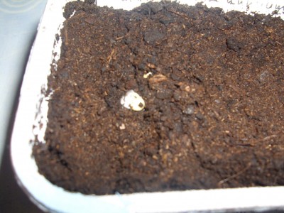 Chili (2).JPG