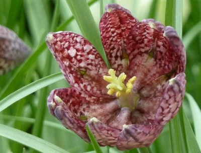 Fritillaria meleagris.jpg
