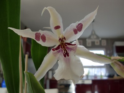 Beallara Peggy Ruth Carpenter 4.jpg