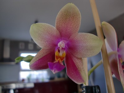 Phalaenopsis Liodoro 1-8.jpg