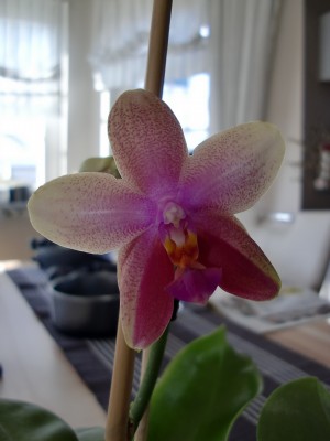 Phalaenopsis Liodoro 1-7.jpg
