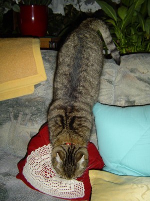 Kitty wieder beim nuckeln.jpg