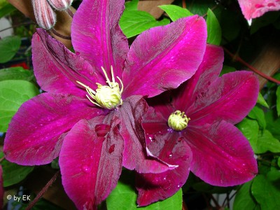 Clematis-Kardinal.jpg
