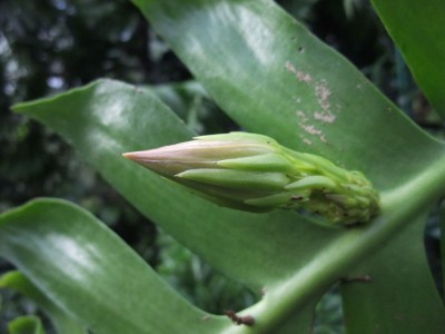 DSCF5294.JPG