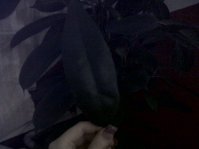 IMG00093-20110223-2243.jpg