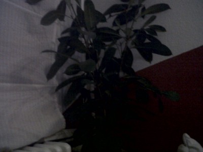 IMG00094-20110223-2244.jpg