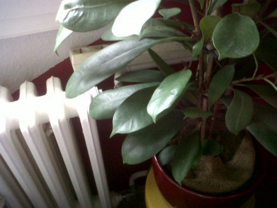IMG00102-20110224-0836.jpg