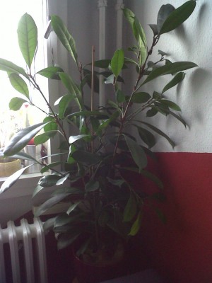 IMG00101-20110224-0835.jpg