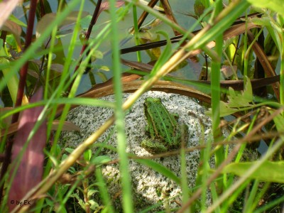 Seefrosch.jpg