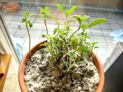 DSCF0539.jpg