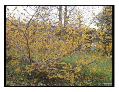 Mucci's Mittagspause 1.jpg