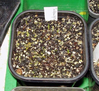 Tritoniopsis 2011-13 (1).jpg