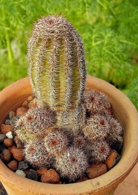 Echinopsis 2006-70 (6).jpg
