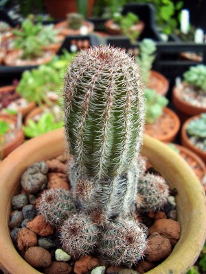 Echinopsis 2006-70 (4).jpg