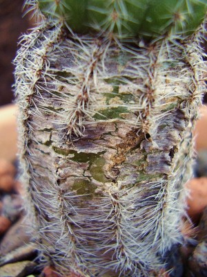 Echinopsis 2006-70 (1).jpg