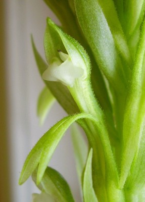 Pelexia olivacea (8).JPG