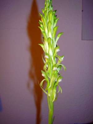 Pelexia olivacea (5).JPG