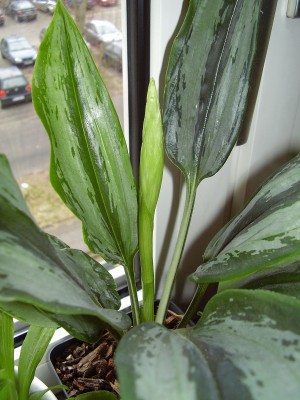 Pelexia olivacea (2).JPG