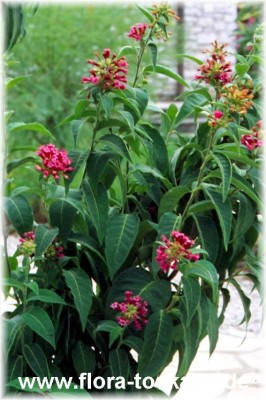 cestrum_elegans_-_dia.jpg