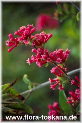 cestrum_elegans_bluete_-_dia.jpg