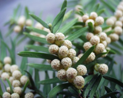 taxus_baccata.jpg