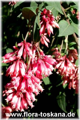 cestrum_elegans_smithii_-_digi.jpg