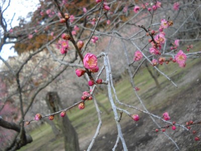 DSCN4261.JPG