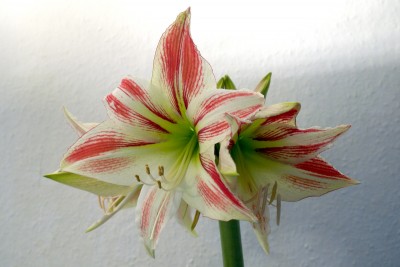 Hippeastrum Amorice.jpg