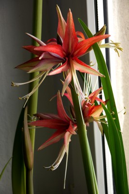 Hippeastrum Bogota.jpg
