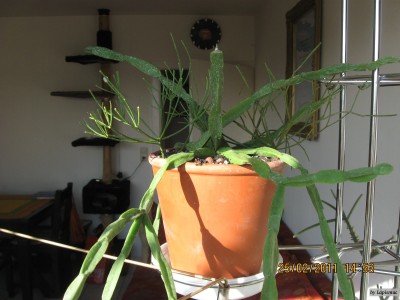 Rhipsalis paradoxa.jpeg