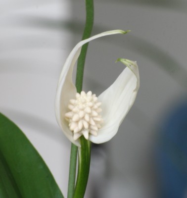 IMG_5925-v1.jpg