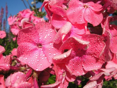 PHLOX.JPG