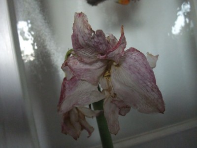 DSCF5630.JPG