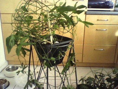 IMG0070.jpg