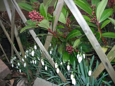 Schneeglöckchen und Skimmia rubinetta.jpg